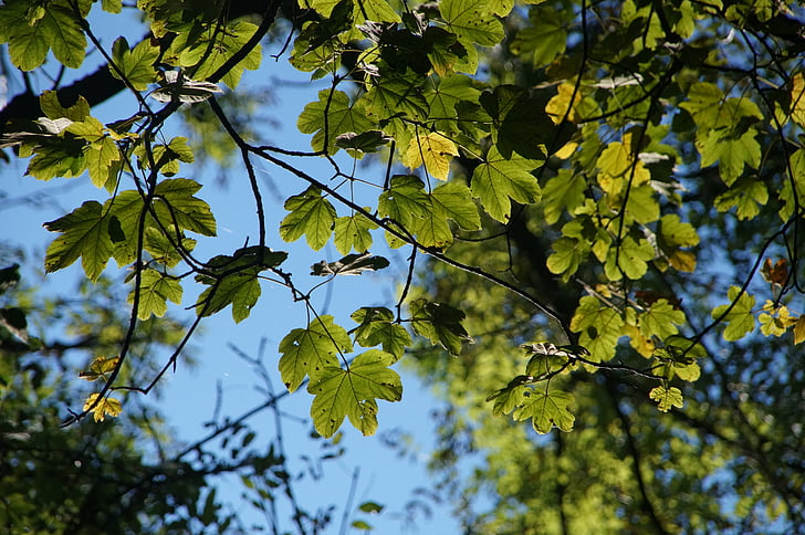 hojas, estética, verde, cielo, hoja, otoño, rama