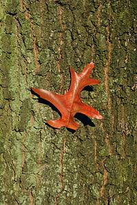 baustamm, tree bark, oak leaf, autumn, structure, close, autumn motives