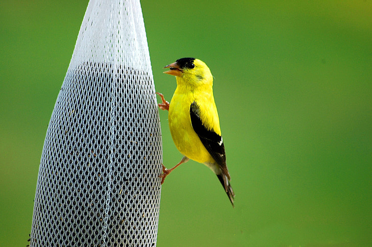 golden finch, bird, avian, wildlife, feeding, yellow, black