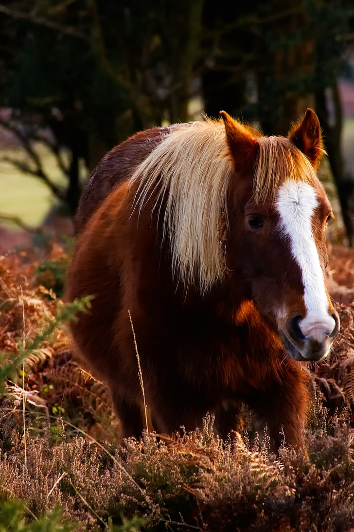 horse, animal, landscape, nature, outdoors, country, rural
