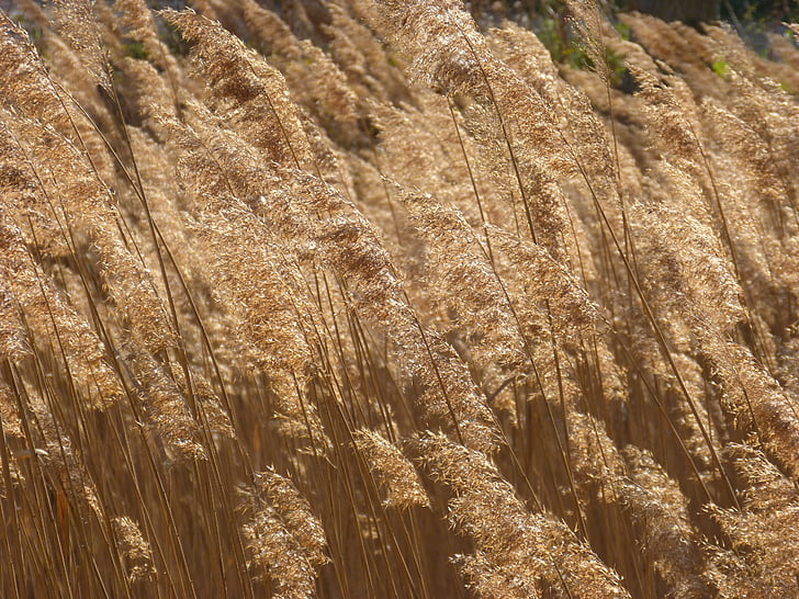 cañas, river, wind, wind action, feather dusters, riparian vegetation, gold