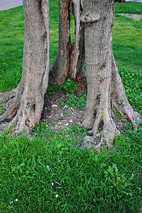 albero di ulivo, Registro, radice d'ulivo, strutture, nodoso, vecchio albero, Garda