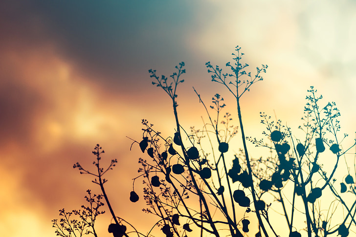 clouds, nature, nature wallpaper, plant, sky, sunset
