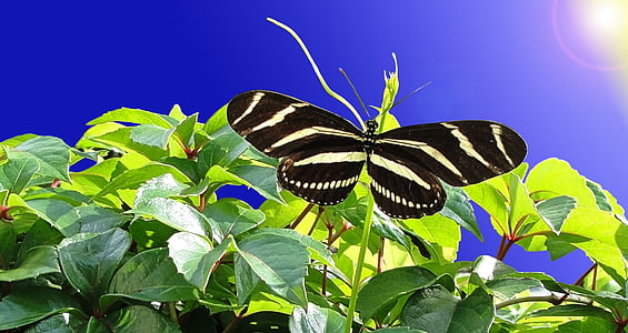 borboleta, jardim, asas de borboleta, inseto, natureza, borboleta - inseto, animal