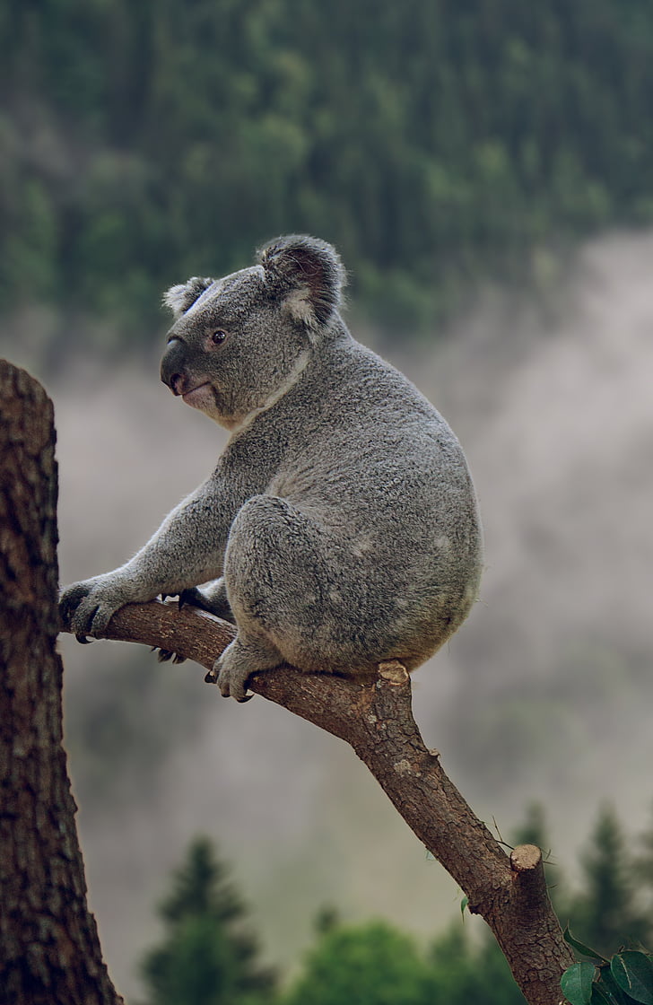Koala, Phascolarctos cinereus, orso di Koala, cinereus di Phascolarctos, orso, cedevano, animale
