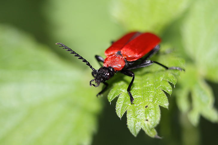 brann beetle, Scarlet brann beetle, pyrochroa coccinea, bille, insekt, dyr, natur