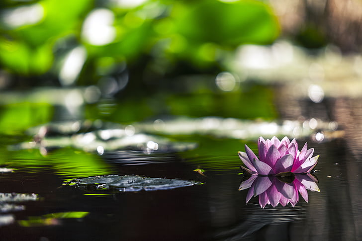 voda, růžová, lilie, rybník, květ, Příroda, Lotus