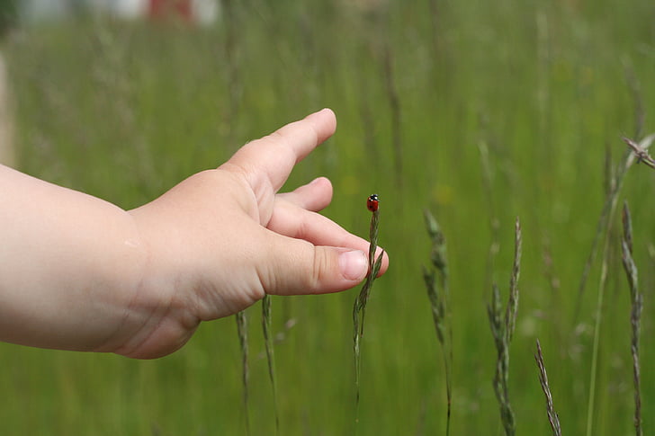 ladybug, grass, green, red, hand, child, palm