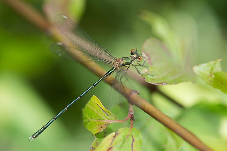Dragonfly, insektov, krilo, prosto živeče živali, bug, mala, Rilo