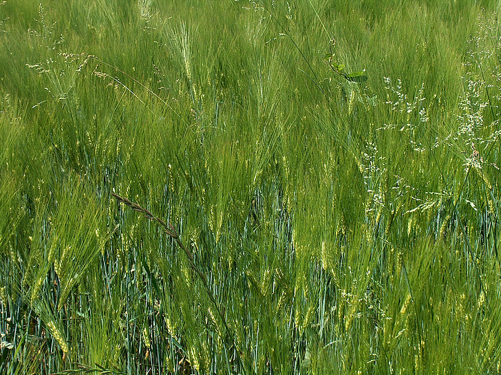 cereales, espiga, campo de trigo, cultivos en campo