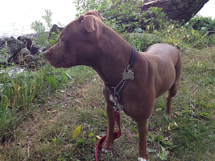 dog, pets, nature, animal, outdoors
