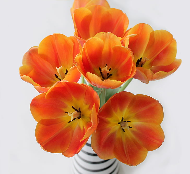 tulipani, oranžna, šopek, vzmetene, vaza, cvetje, narave