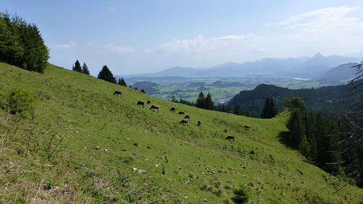 Allgäu, kappeler alpe, heinamaa, lehmad, mäed, järved, kuningas nurk