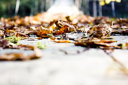 autumn, leaves, bridge, leaf, nature, forest, outdoors