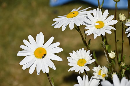 flower, daisy, nature, floral, spring, plant, blossom