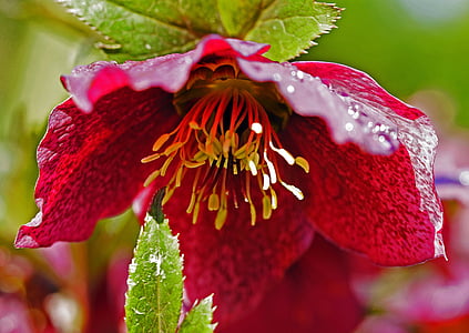 christmas rose, blossom, bloom, early spring, stamens, lush, hanging