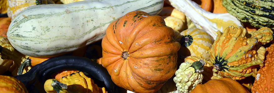 bí ngô, Gourd, mùa thu, Lễ Tạ ơn, Trang trí, thu hoạch, halloween
