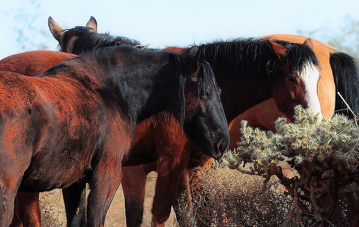 cheval, Mustang, équins, équitation aux Jeux, troupeau, animal, mammifère