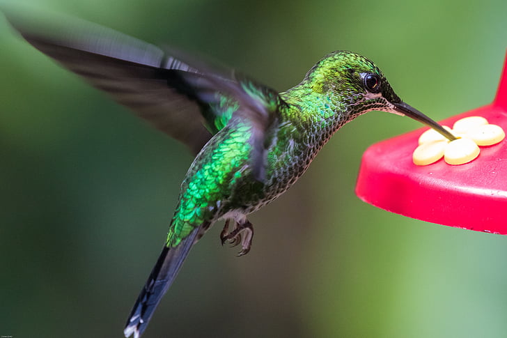 hummingbird, bird, wing, fly, exotic, green, flutter