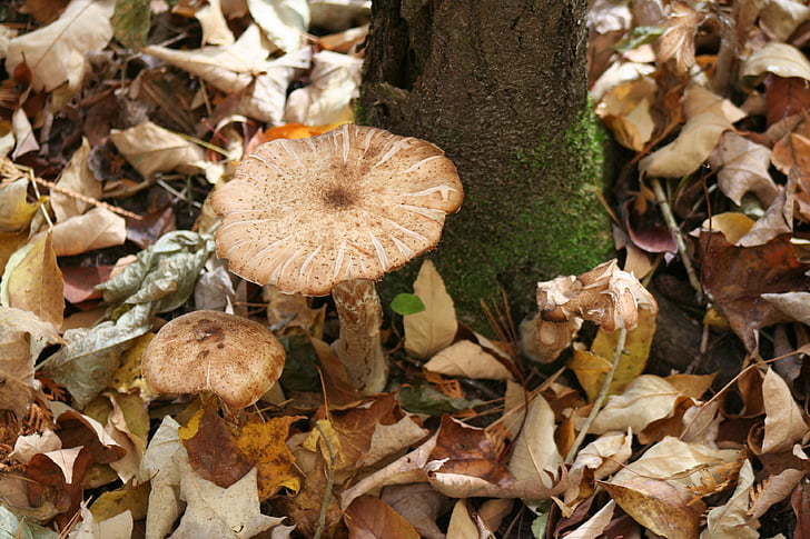 mushroom, forest, floor, woodland, fungus, moss