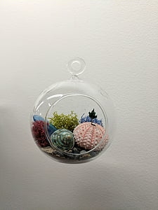 水晶球, 植物, 多汁, 壳, 植被, 装饰, 植物学