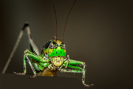 grasshopper, ornithopter, insect, animal, green, macro, one animal