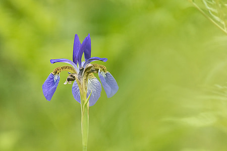 Iris, çiçekler, Kore Cumhuriyeti