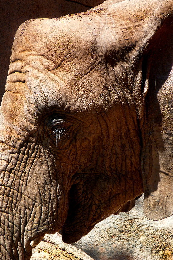 elefante, animales, África