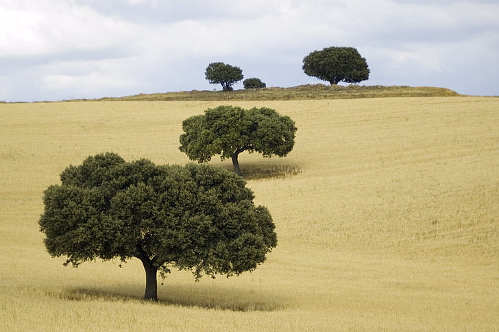 landskab, træer, natur, Castilla la mancha