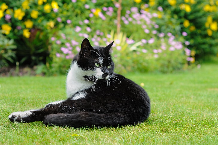 cat, lying, garden, grass