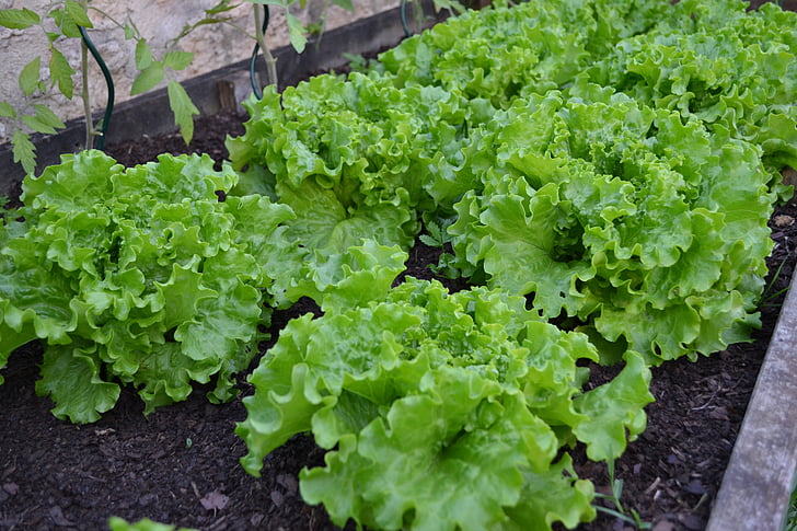 jardin potager, Batavia, laitue, salade verte, moisson, légumes, jardin