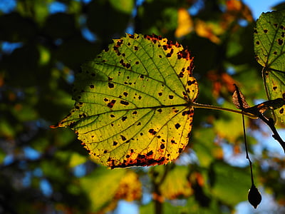 blad, blade, efterår, solrig, farverige, efterår farve, efterår blade