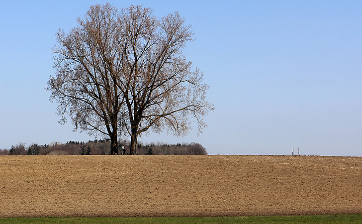 arable, field, tree, nature, sky