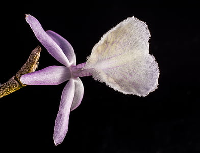 Dzika Orchidea, Orchid, biały fioletowy, kwiat, Bloom, kwiat