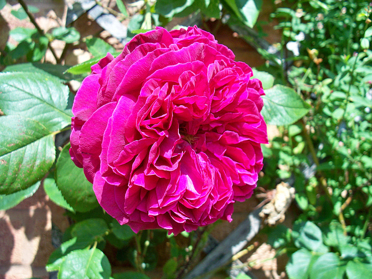 rosa vermella, delícies turques Rosa, escalada Rosa, flor, gran, close-up