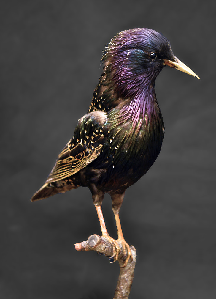 Europski starling, Starlingova, ptica, tamno, invazivne vrste, prelijeva, sjajna