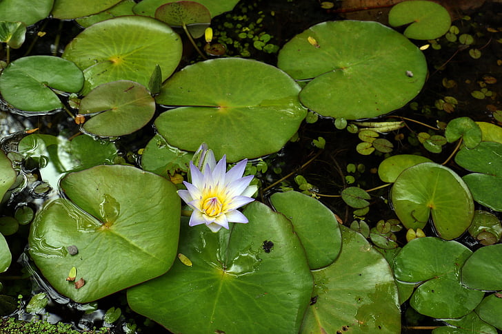 Vodní lilie, vodní rostlina, rybník, lilie, Lily je vzkvétající, amp expedice, listoví