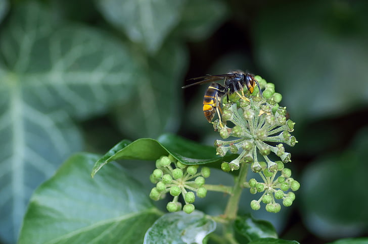 asian hornet, insect, ivy, foraging, invasive species