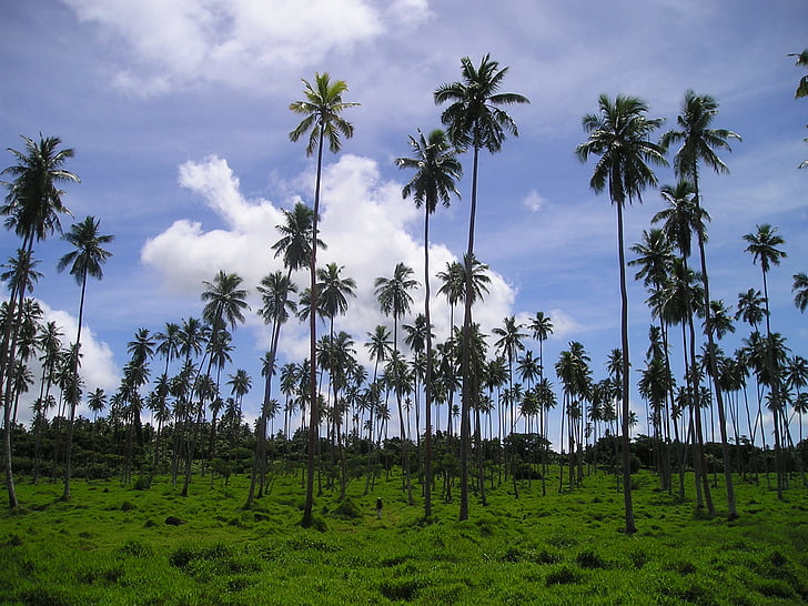 palmiye ağaçları, rießenpalmen, Bağımsız Samoa Devleti, egzotik, Güney Deniz, doğa, palmiye ağacı