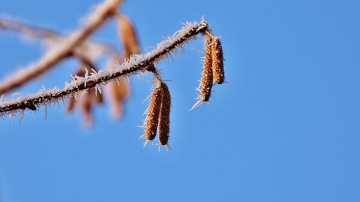 blue sky, birch, tree, winter, frost, ripe, nature