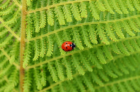 insect, ladybug, leaf, green, nature, plant, close-up