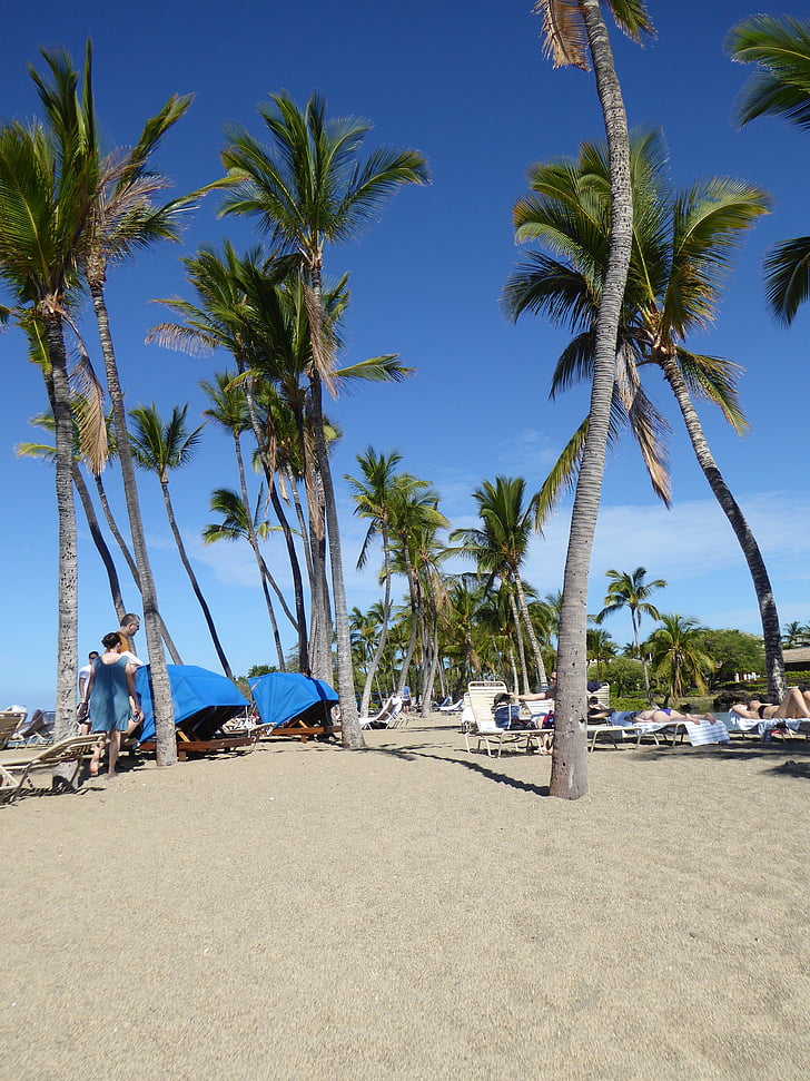 palm trees, hawaii, holiday, beach, sea