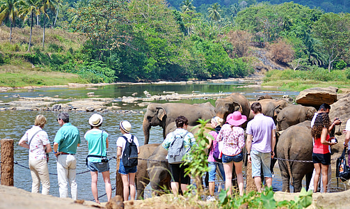 turister, turistattraksjon, elefanter, bad, søndag bad, elven bad, elven