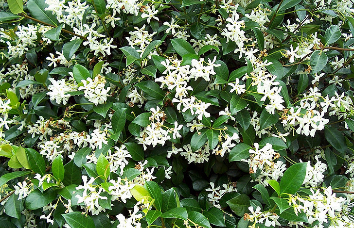 Jasmine, taim, Flora, loodus, Bloom, kimp, aroomiteraapia