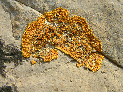 lichen, stone, orange, rock, nature, texture, yellow