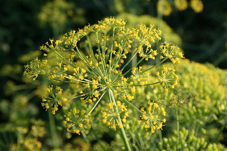 Dill, Spice, geel, Bloom