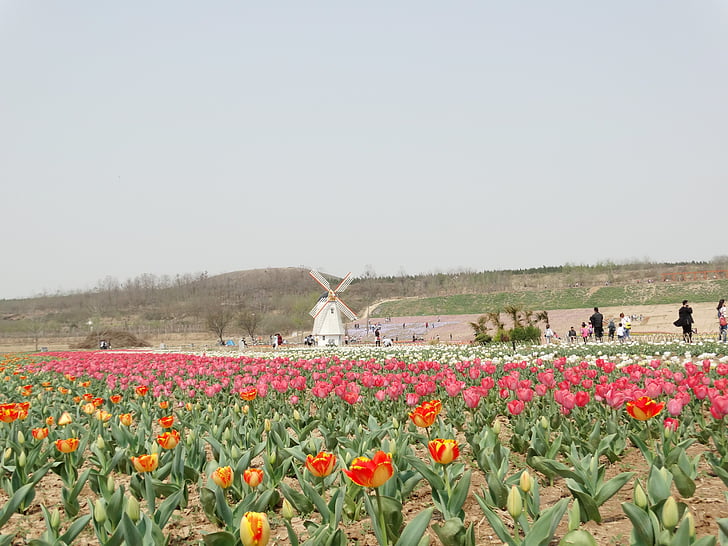 zee van bloemen, Tulip, windmolen, bloem, natuur, veld, landbouw