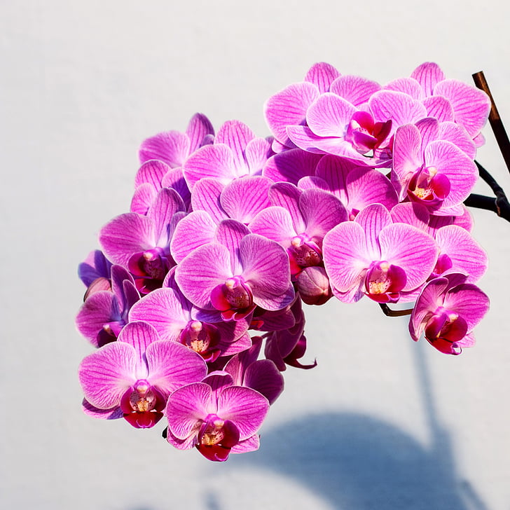 Orquídea, rosa, flor, luz dramática, naturaleza, color rosa, planta