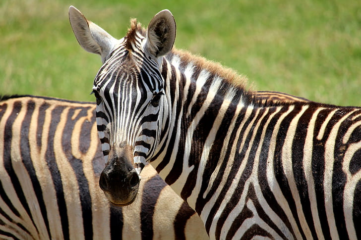Zebra, Tsavo, djur, Afrika, Safari, vildmarken, randig