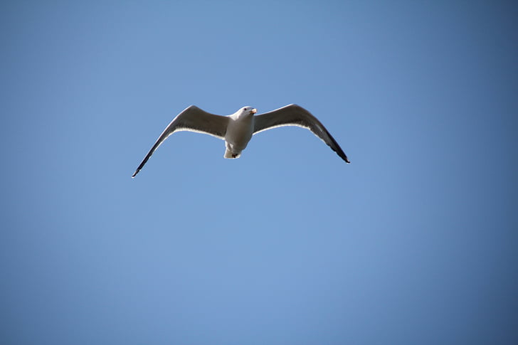sky, seagull, bird, fly, feathers